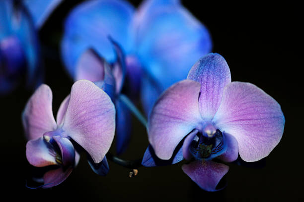 istock Blue and Purple Orchids 530086767