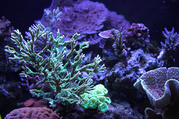 coral multiple coral in a reef coral gorgonian coral hydra reef stock pictures, royalty-free photos & images