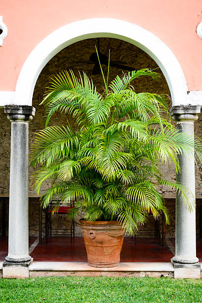 istock XXXL: Potted palm plant under an arch 530089825