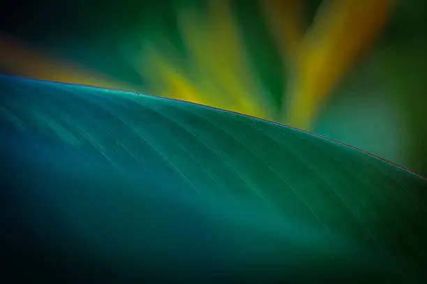 Bird of paradise leaf