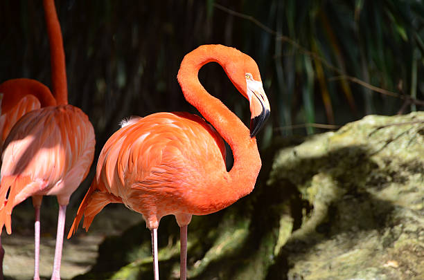 istock pink flamingos closeup 530097165
