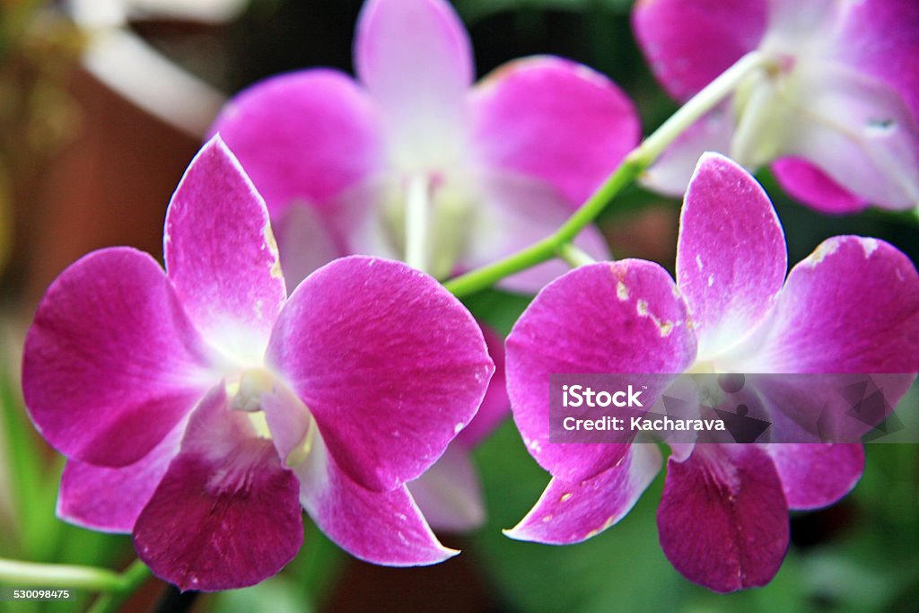 Violets Pink-purple flowers Botanical Garden Stock Photo