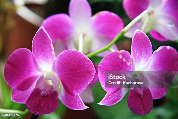 Violets Stock Photo - Download Image Now - Botanical Garden, Botany, Bush