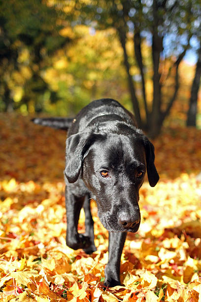 nero labrador retriever in esecuzione in autunno in maple leafs - dog black labrador retriever animal nose foto e immagini stock