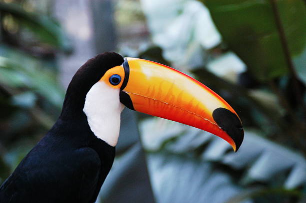 istock South American Toco Toucan 530098801