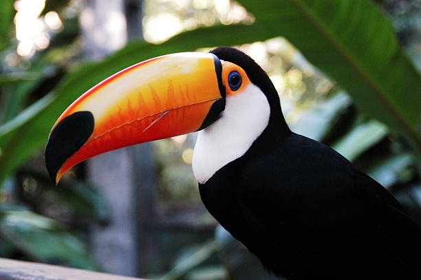 istock Toco Toucan in Brazil 530098867