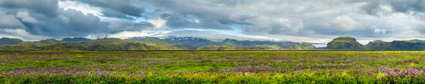 istock Lupine and Glacier 530099423