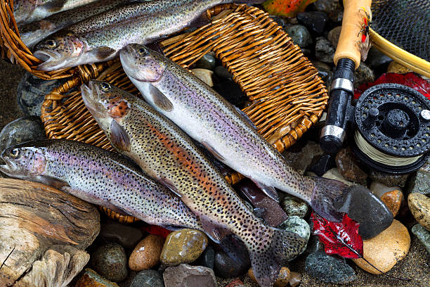 Wild trout spilling out of fishing creel, with fly reel, pole and late autumn leaves on wet river bed stones