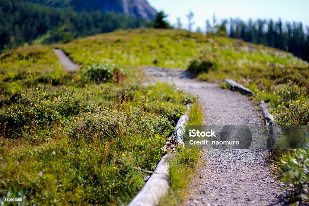 Path througt grassland see others Branch - Plant Part Stock Photo