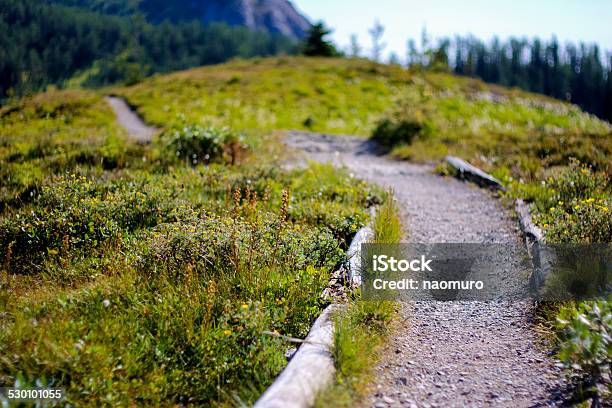 Path Througt Grassland Stock Photo - Download Image Now - Branch - Plant Part, Dirt Road, Environment