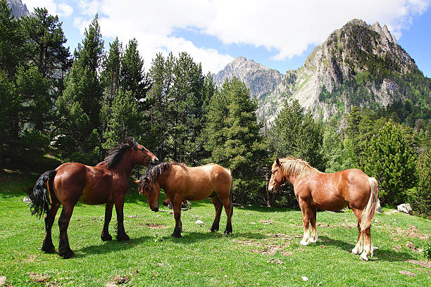 istock Picturesque nature landscape with horses. 530102389