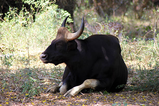 Gaur Or Indian Bison Stock Photo - Download Image Now - Animal, Cattle,  Hoofed Mammal - iStock