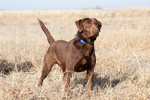 Chocolate brown labrador retriever dog with blue collar outdoors in field looking away.