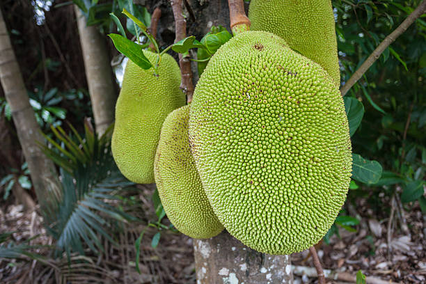 jackfruit sprouting in a tree