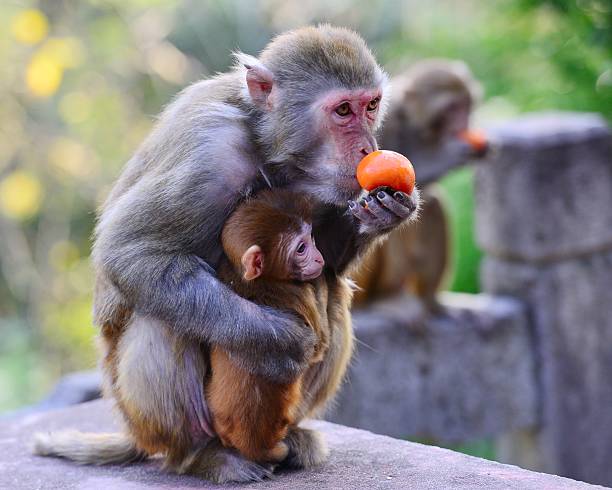 istock monkeys like to eat fruit 530104471
