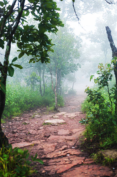 istock Wonderful forest in fog with green grass 530104567