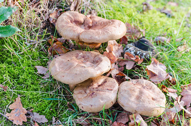 groupe de champignons sur tronc d'arbre - golden autumn season forest photos et images de collection