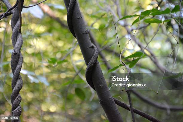 Bush Strangler Fig Tree On Flying Peak At Lingyin Temple Stock Photo - Download Image Now