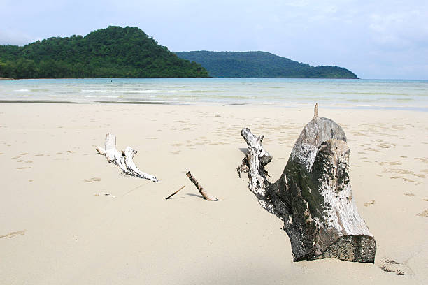 istock Driftwood on the Beach 530118153