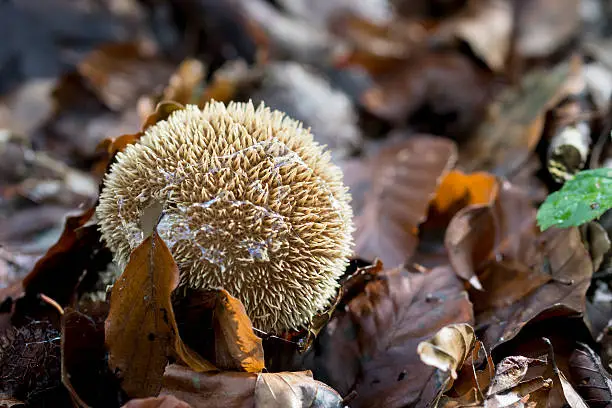 hedegehog puffball, hedegehog bovist, spiny puffball, has a small, globe-shaped head on a very short stipe. The soft reddish-brown spines are in groups of threes, brown leafes around