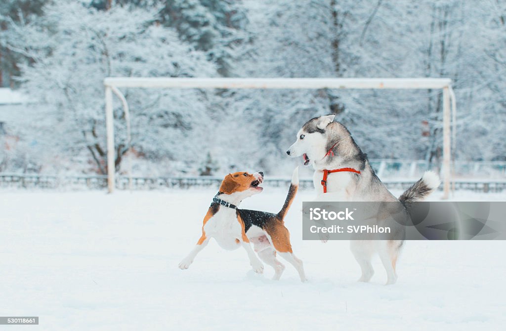 Beagle and Siberian Husky. Dogs walking across the field in winter. Dogs are playing and running in the snow. Aggression Stock Photo