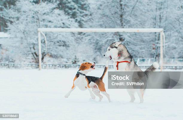 Beagle And Siberian Husky Stock Photo - Download Image Now - Aggression, Agricultural Field, Animal