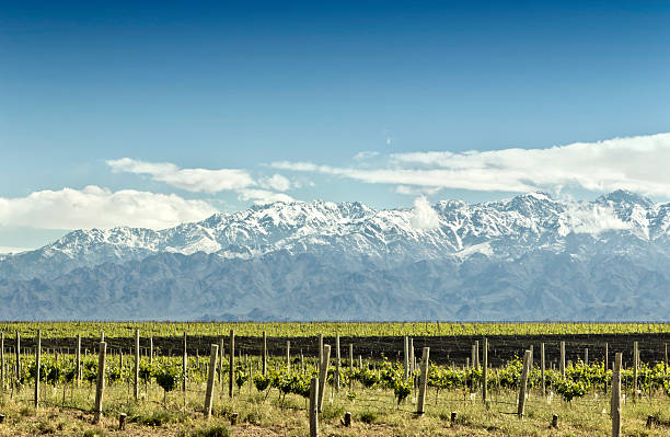 istock Vineyard at foot of The Andes 530118807