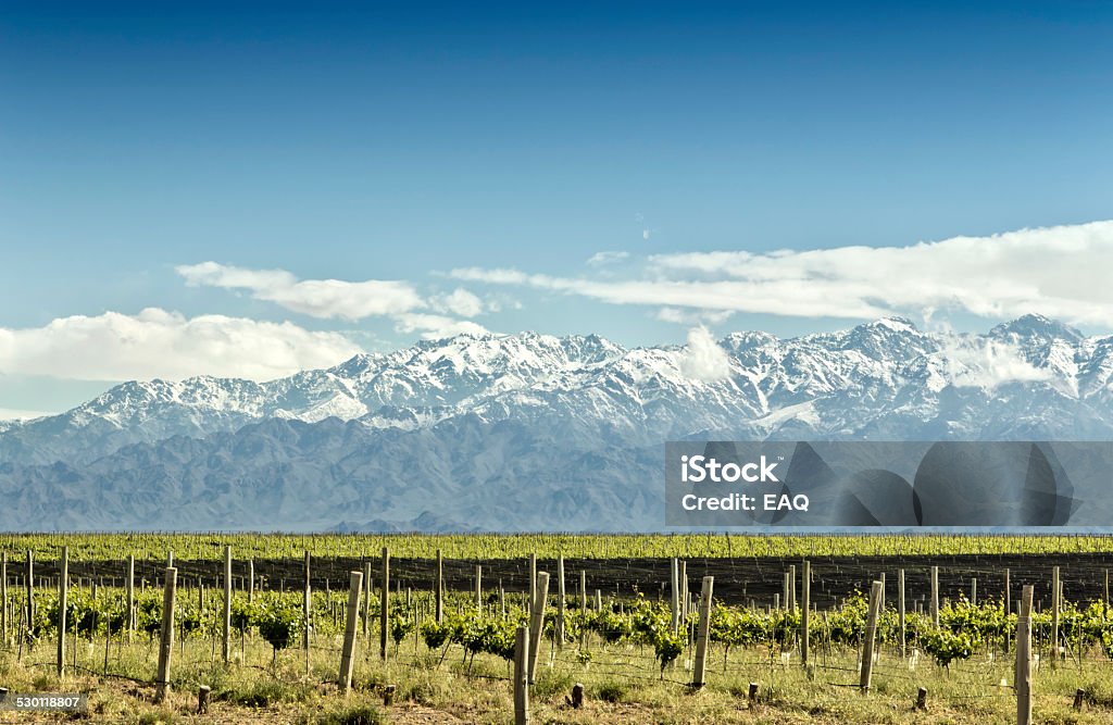 Vineyard at foot of The Andes Vineyard at foot of the snowy Andes. Mendoza, Argentina. Agricultural Field Stock Photo