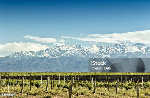 Vineyard At Foot Of The Andes Stock Photo - Download Image Now - Agricultural Field, Agriculture, Andes