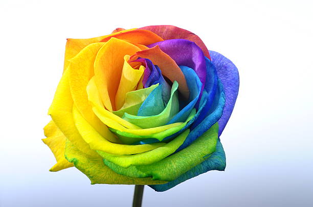 istock Rainbow rose or happy flower 530119303
