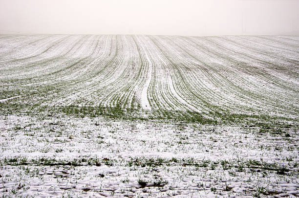 istock winter crop wheat field covered snow and dark morning mist 530121063