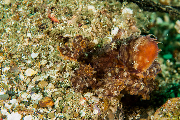 istock Red octopus in Ambon, Maluku, Indonesia underwater 530121209