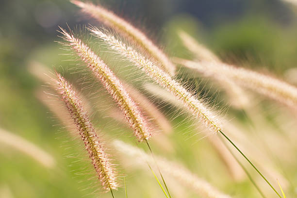 istock morning light over the wildflowers 530121279