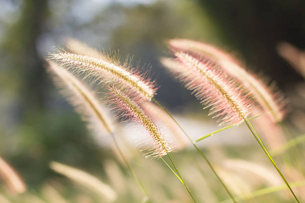 istock morning light over the wildflowers 530121281