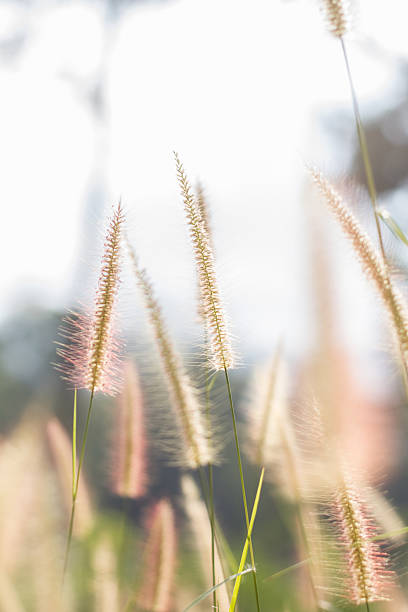 istock morning light over the wildflowers 530121291