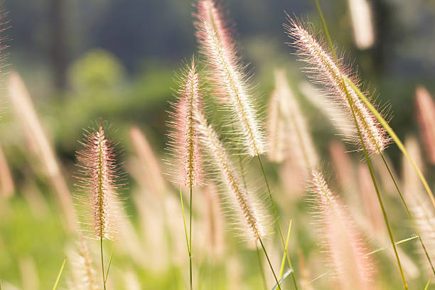 istock morning light over the wildflowers 530121297
