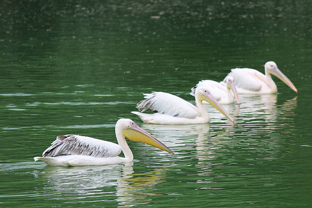 istock Water Beauty- Pelicans 530122299