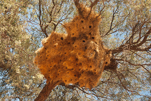 istock Bottom of giant weaver nest 530122589