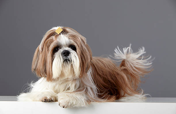 istock Lovely Shih Tzu dog studio portrait 530122939