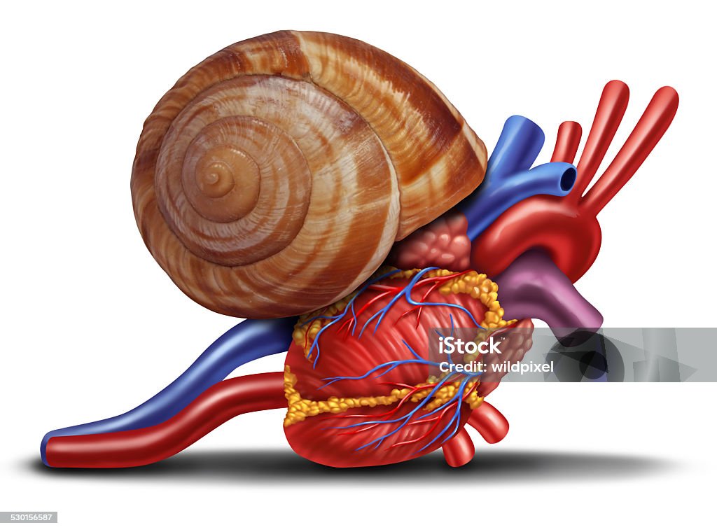 Slow Heart Slow heart rate concept as a snail shell on human anatomy from an unhealthy body as a medical health care symbol of problems with the inner cardiovascular organ. Anatomy Stock Photo