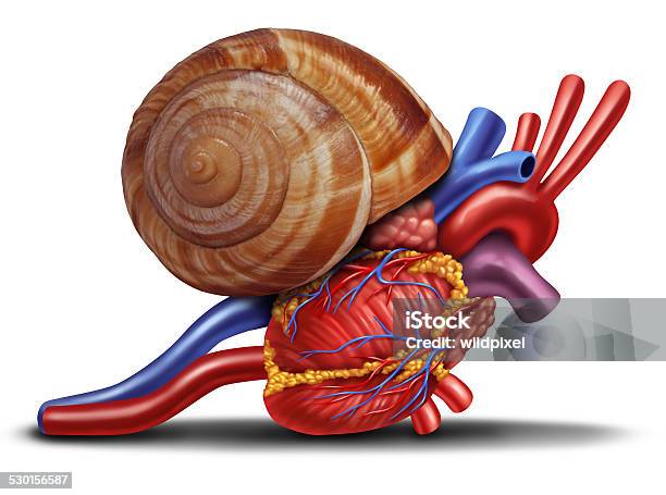 Slow Heart Stock Photo - Download Image Now - Anatomy, Aorta, Biology