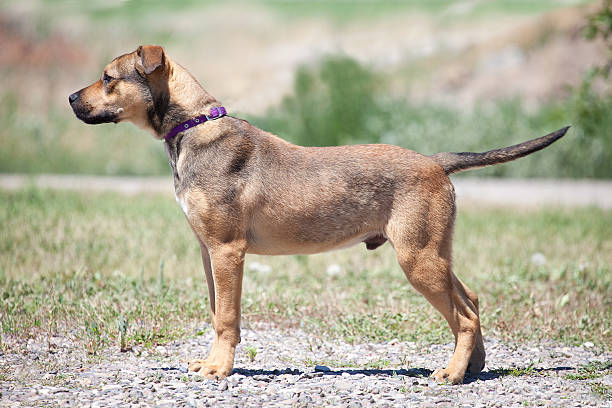 istock Brown and Tan Dog Outdoors in Grassy Field 530157003