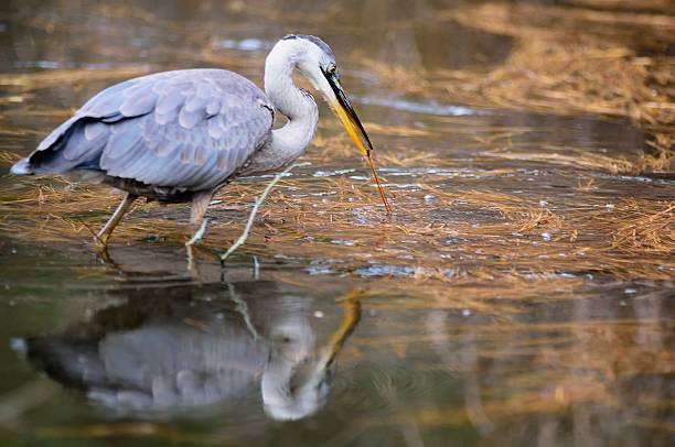 istock Blackwater Great Blue Heron With Pine Needle 530157033