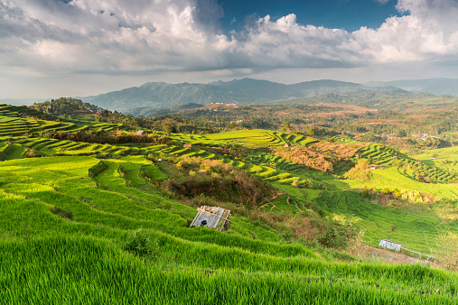 Terraza arroz campo de la isla de Flores, Indonesia photo