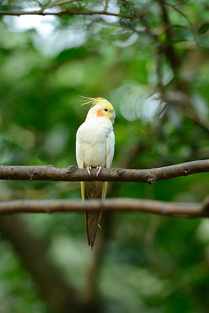 istock Lutino mutation cockatiel (Nymphicus hollandicus) 530159299