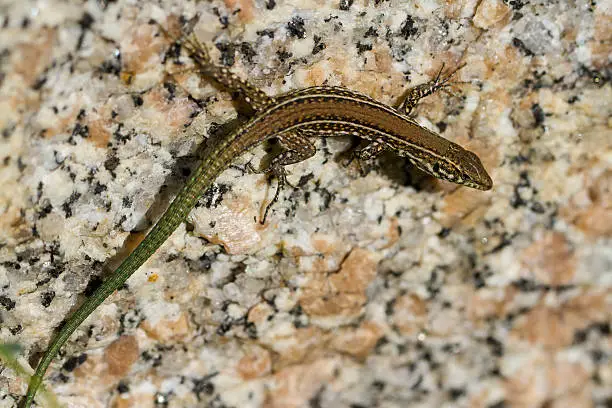 Photo of lizard - Ameiva quadrilineata