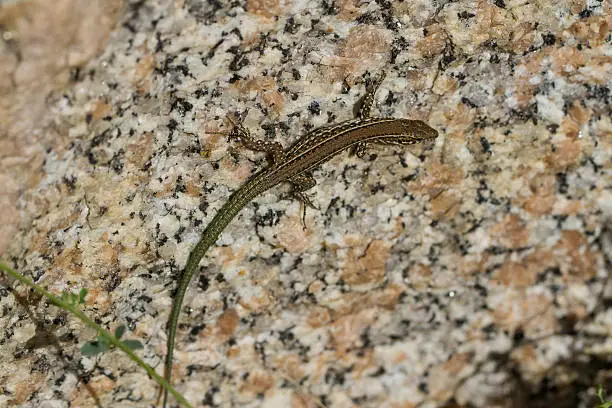 Photo of lizard - Ameiva quadrilineata