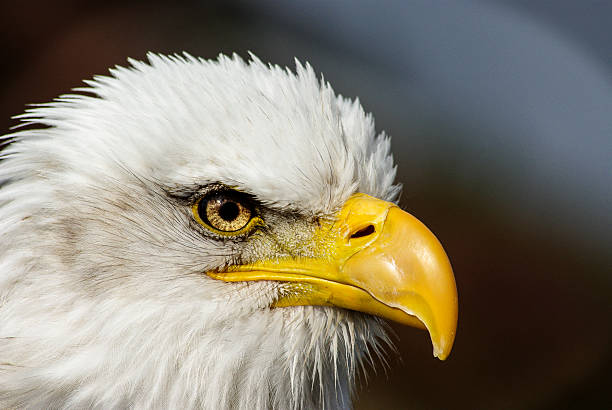 이글 응시하기 클로즈업 격리됨에 - white tailed eagle sea eagle eagle sea 뉴스 사진 이미지