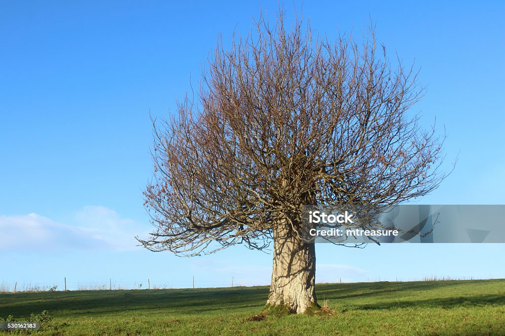Short hornbeam tree (carpinus), green field, blue-sky, winter image, no-leaves Photo showing a short, dumpy, squat English specimen of a hornbeam tree (Latin name: carpinus betulus), appearing rather like a bonsai tree with its unusually thick trunk.  This tree is growing in a wildflower meadow, where it has previously suffered storm damage and has fully recovered, growing strongly once more. Agricultural Field Stock Photo