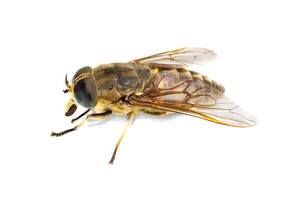 istock Live horsefly isolated on white background 530162715